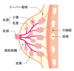 福岡で豊胸・バストアップ『人工乳腺法』